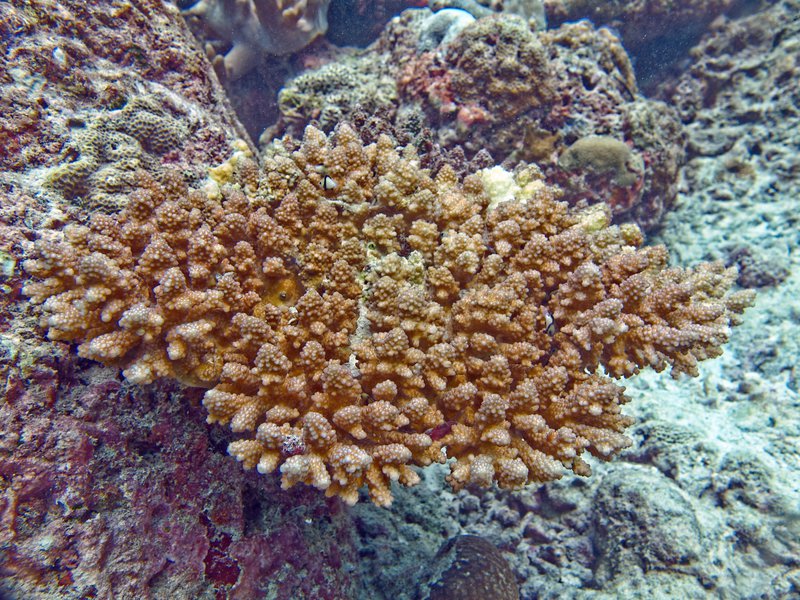 Hard Coral, Rubiah North